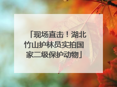 现场直击！湖北竹山护林员实拍国家二级保护动物