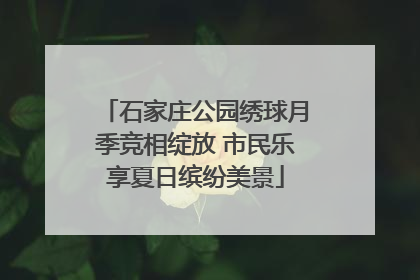 石家庄公园绣球月季竞相绽放 市民乐享夏日缤纷美景