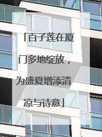 百子莲在厦门多地绽放，为盛夏增添清凉与诗意