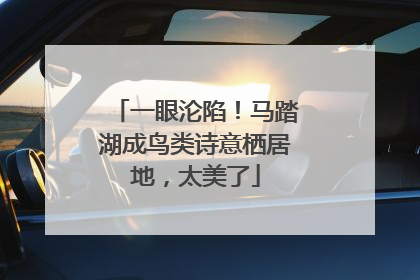一眼沦陷！马踏湖成鸟类诗意栖居地，太美了