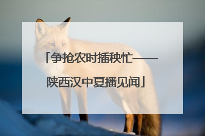 争抢农时插秧忙——陕西汉中夏播见闻