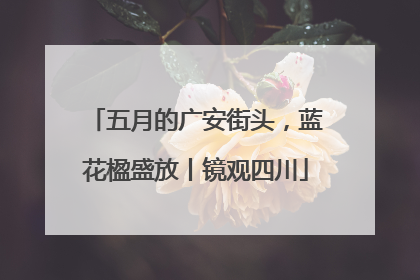 五月的广安街头，蓝花楹盛放丨镜观四川