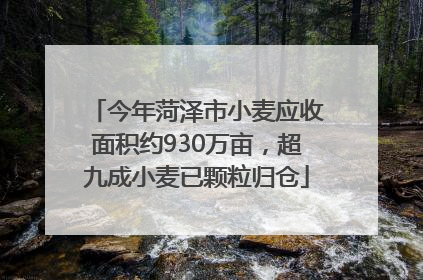 今年菏泽市小麦应收面积约930万亩，超九成小麦已颗粒归仓