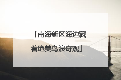 南海新区海边藏着绝美鸟浪奇观