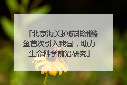 北京海关护航非洲鳉鱼首次引入我国，助力生命科学前沿研究
