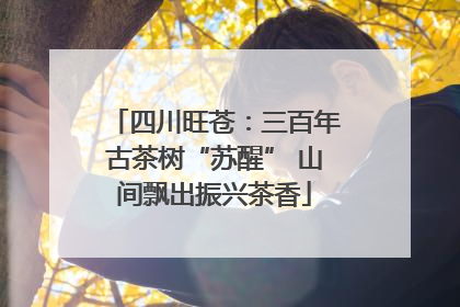 四川旺苍：三百年古茶树“苏醒” 山间飘出振兴茶香