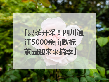 夏茶开采！四川通江5000余亩欧标茶园迎来采摘季