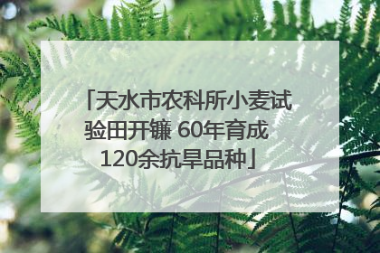 天水市农科所小麦试验田开镰 60年育成120余抗旱品种