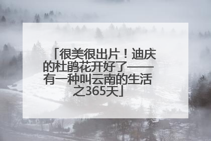 很美很出片！迪庆的杜鹃花开好了——有一种叫云南的生活之365天