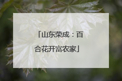 山东荣成：百合花开富农家