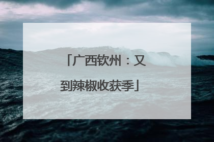 广西钦州：又到辣椒收获季