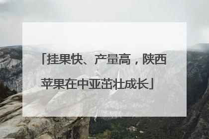 挂果快、产量高，陕西苹果在中亚茁壮成长