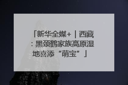 新华全媒+｜西藏：黑颈鹤家族高原湿地喜添“萌宝”