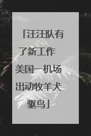 汪汪队有了新工作 美国一机场出动牧羊犬驱鸟