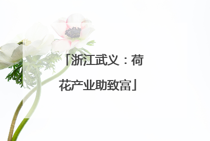 浙江武义：荷花产业助致富
