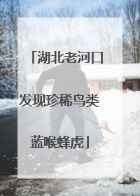 湖北老河口发现珍稀鸟类蓝喉蜂虎