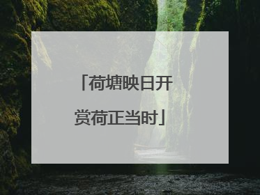 荷塘映日开 赏荷正当时