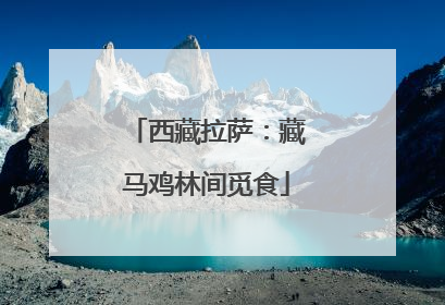 西藏拉萨：藏马鸡林间觅食