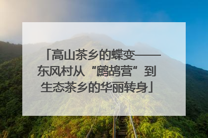 高山茶乡的蝶变——东风村从“鹧鸪营”到生态茶乡的华丽转身