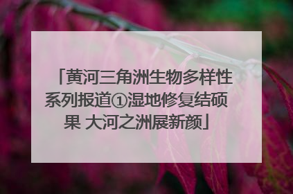 黄河三角洲生物多样性系列报道①湿地修复结硕果 大河之洲展新颜