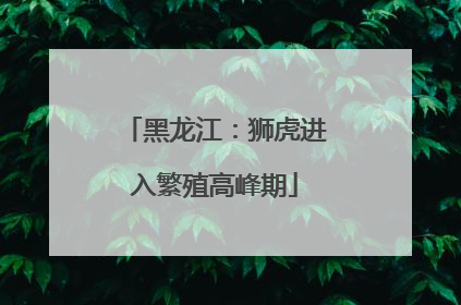 黑龙江：狮虎进入繁殖高峰期