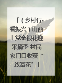 （乡村行·看振兴）山西上党金银花迎采摘季 村民家门口收获“致富花”