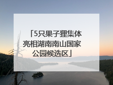 5只果子狸集体亮相湖南南山国家公园候选区
